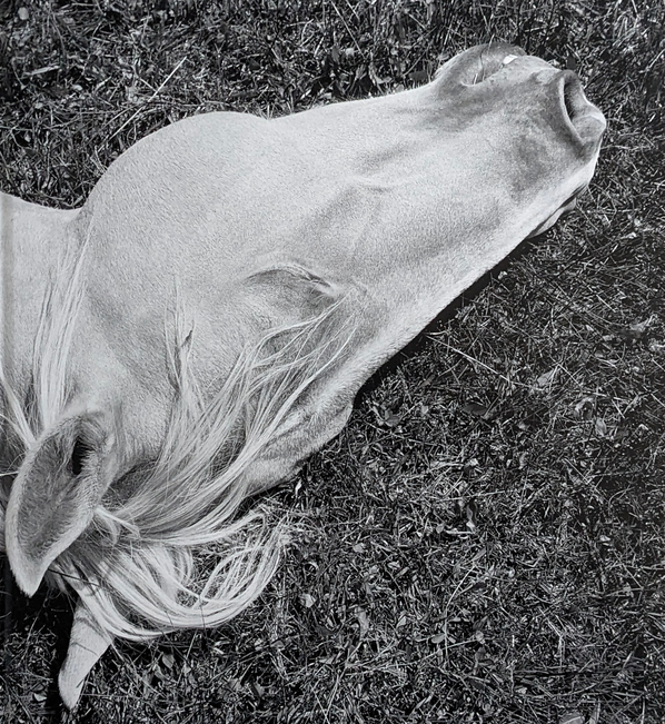 Black-and-white close-up of a horse lying in grass.