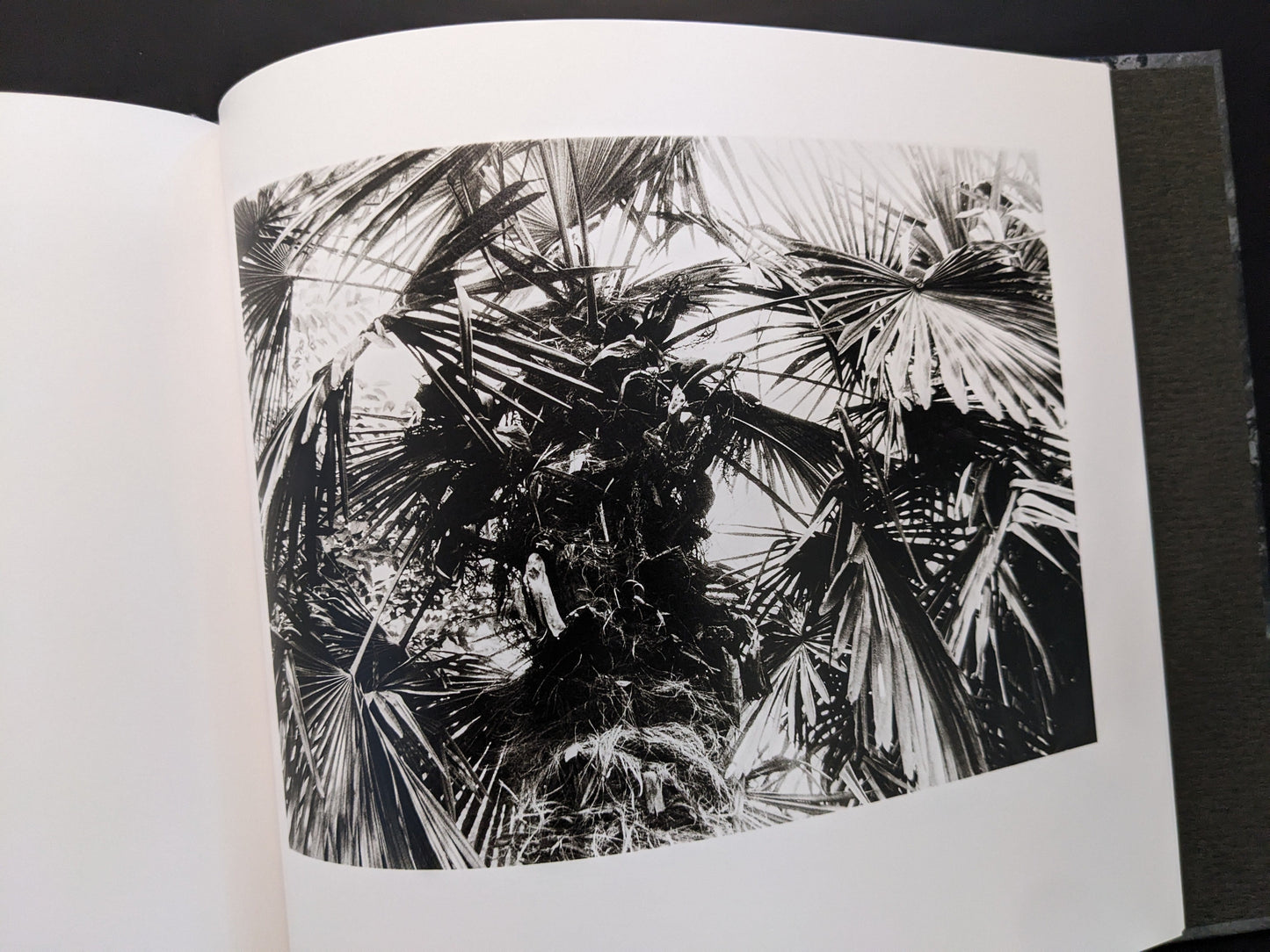 Photograph of palm leaves by Daido Moriyama from 1980s Remnants photobook