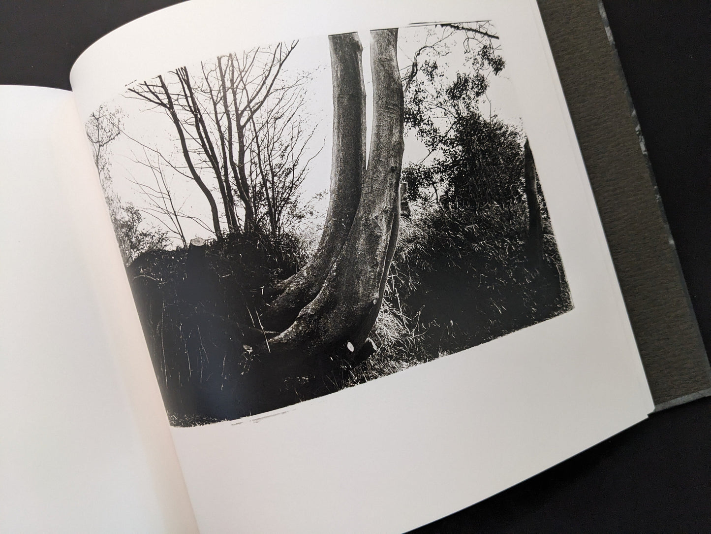 Black and white photograph of a tree by Daido Moriyama from 1980s Remnants