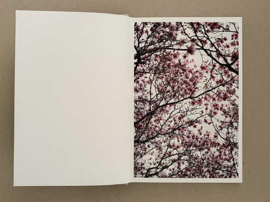 Open spread of A Season Particular — Shen Wei, with a blank left page and a right page showing flowering branches against a pale background.