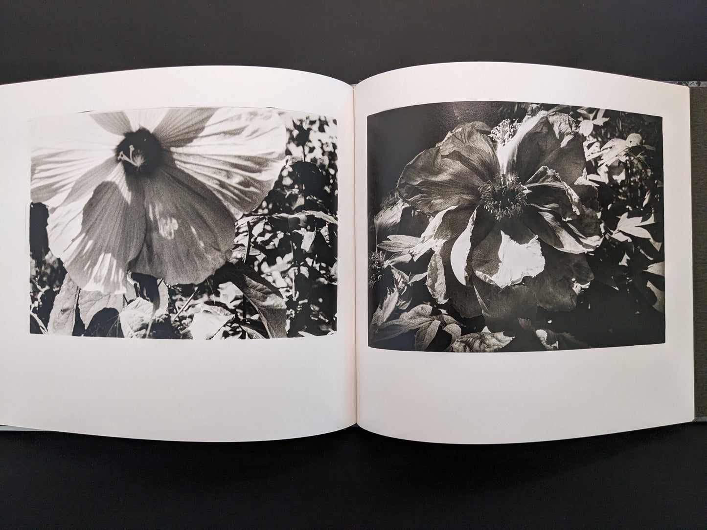 Close-up photograph of flowers in 1980s Remnants by Daido Moriyama