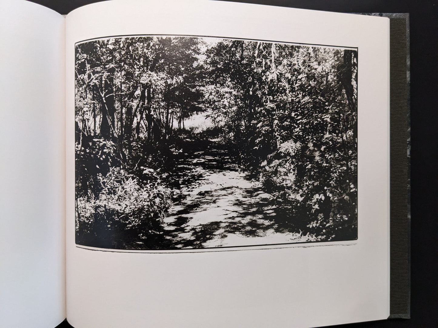 Photograph of a forest path from 1980s Remnants by Daido Moriyama