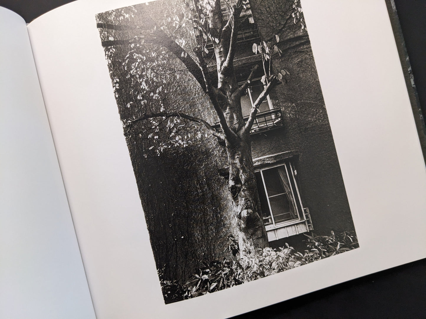 Tree in front of a window, photographed by Daido Moriyama in 1980s Remnants