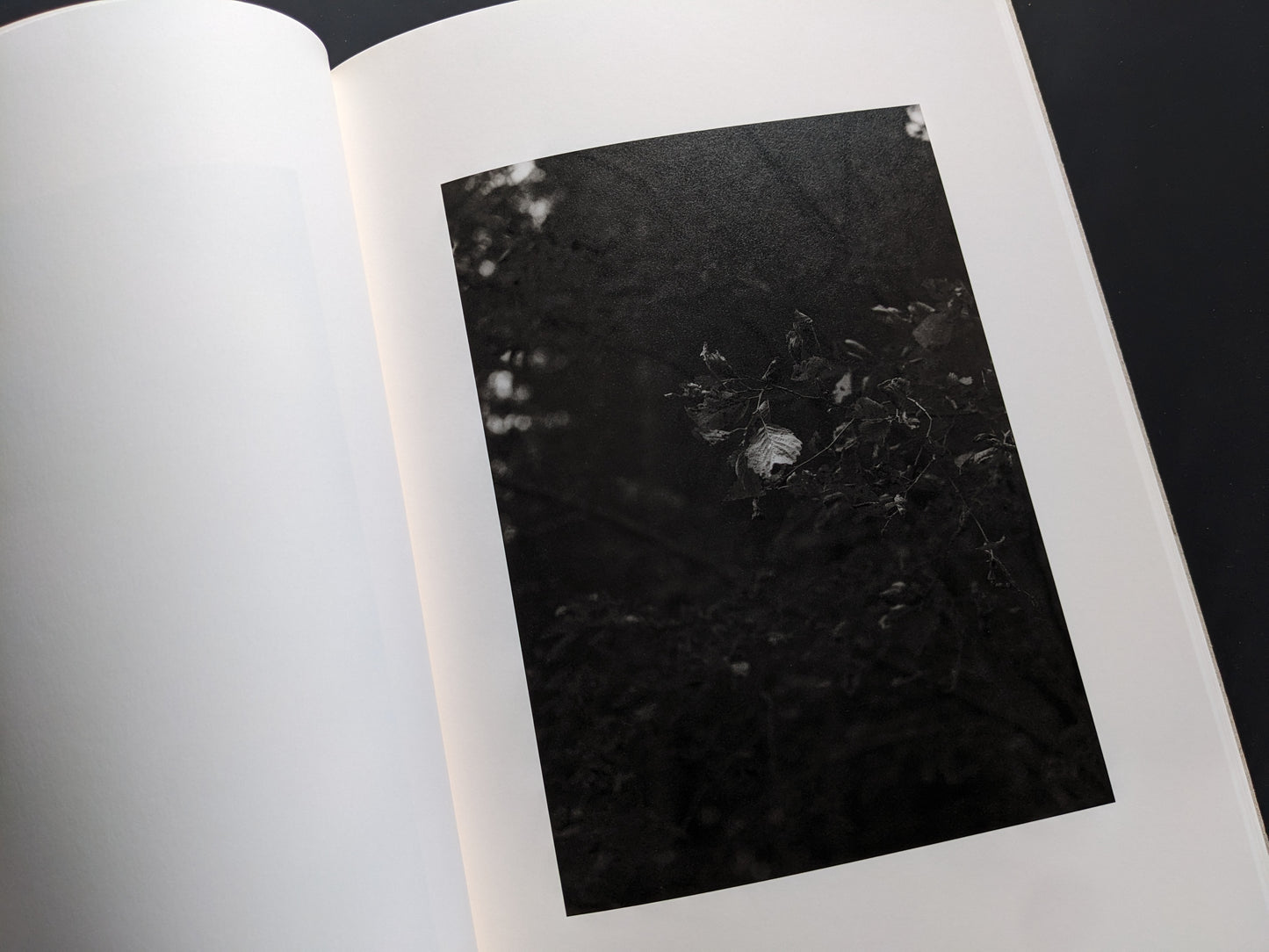 Black-and-white photo of leaves in shadow from ELV by Massimo Leardini
