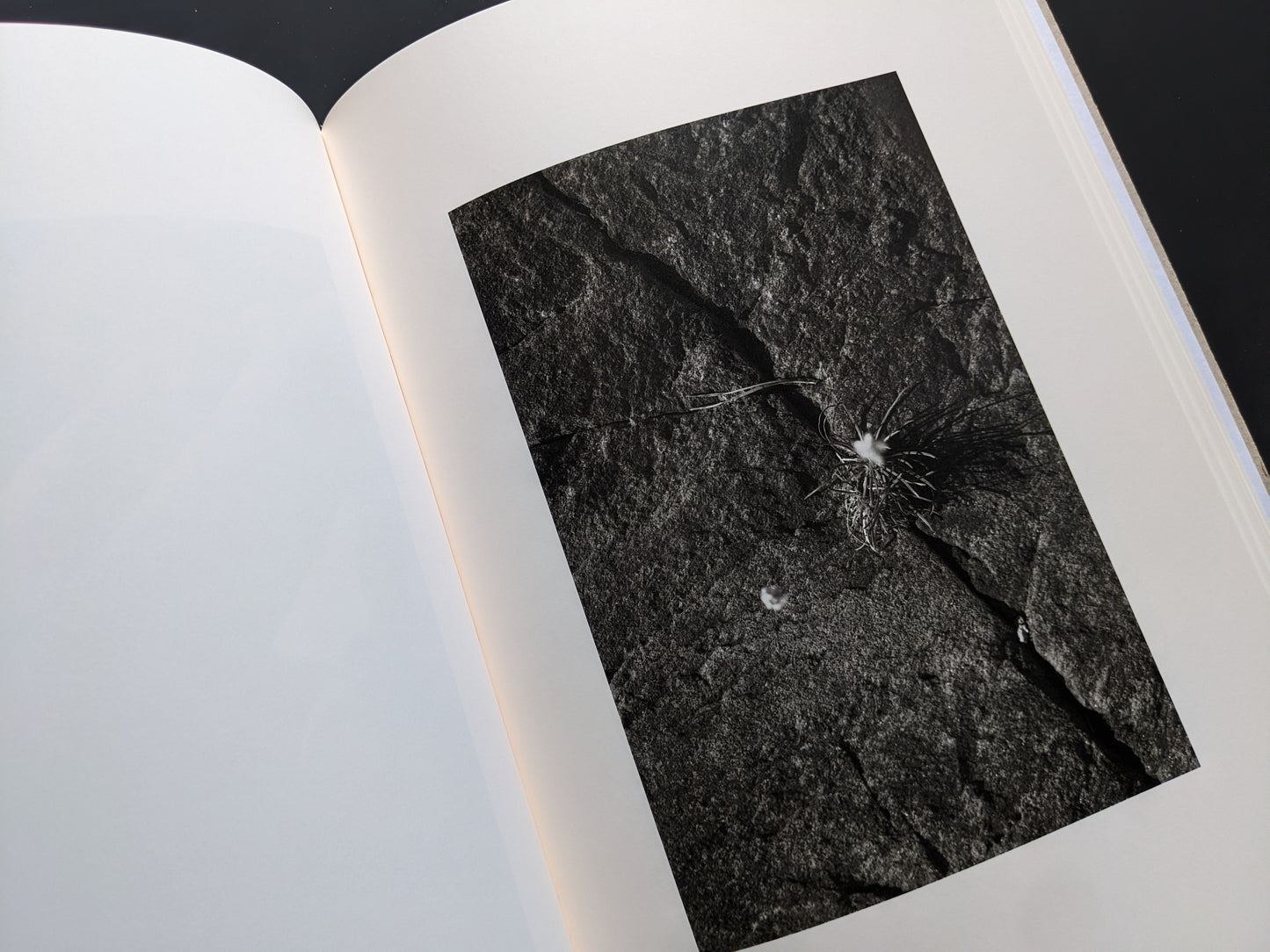 Photograph of a dry plant against a rock from ELV by Massimo Leardini