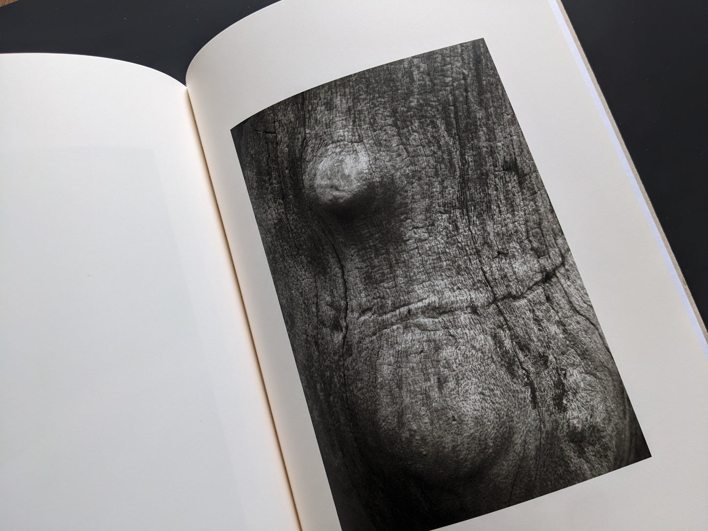 Close-up of a tree trunk resembling a female form from ELV by Leardini