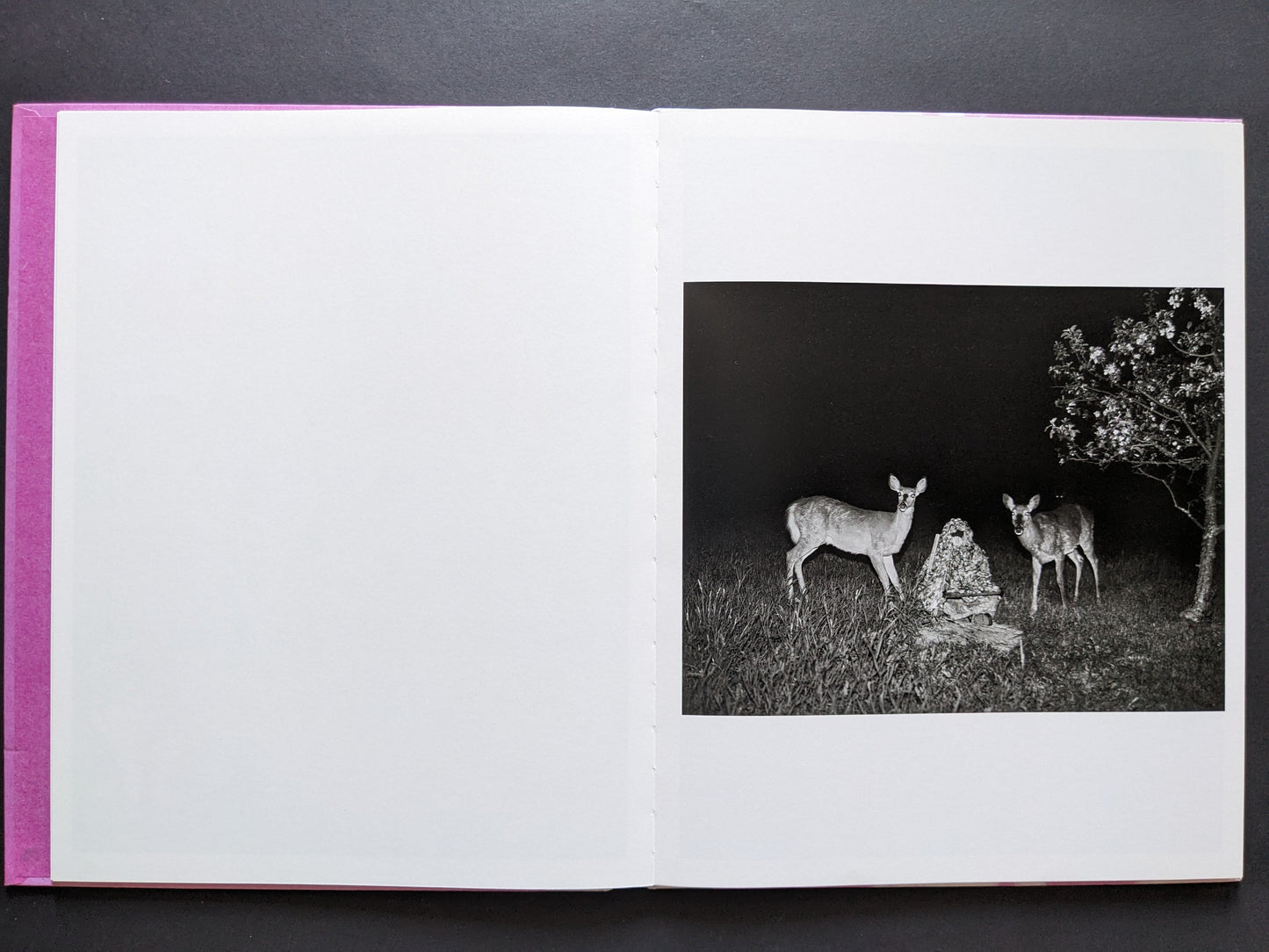 Photograph of a person covered in cloth sitting between two deer at night, surrounded by grass and a tree in bloom.