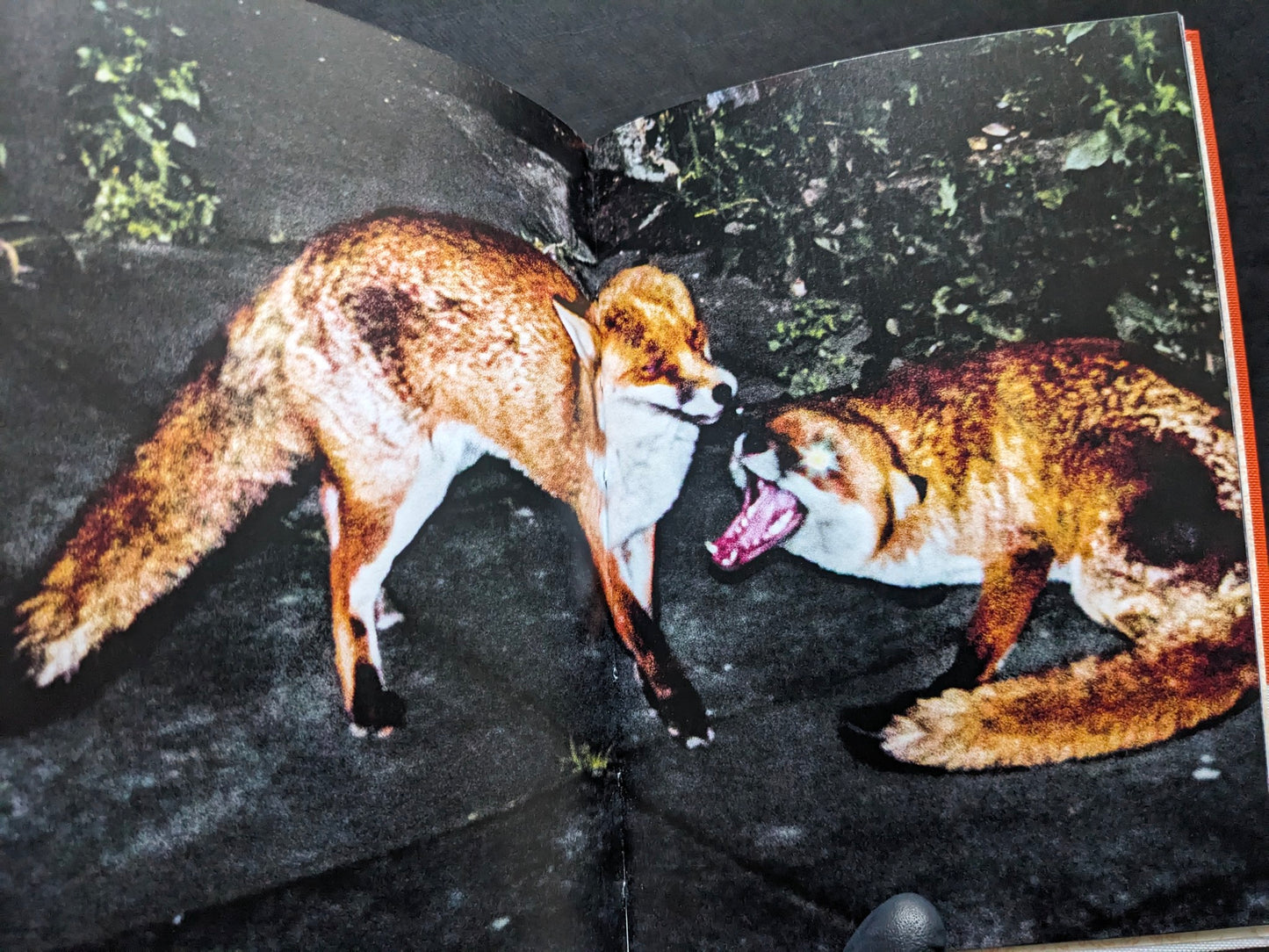 Book spread showing two foxes in a tense encounter at night.