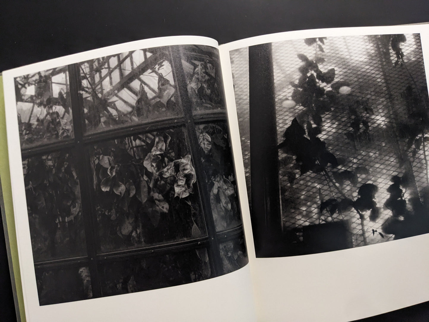Black and white photograph of greenhouse window with climbing plants by Takeshi Shinoda from photobook Im Treibhaus.