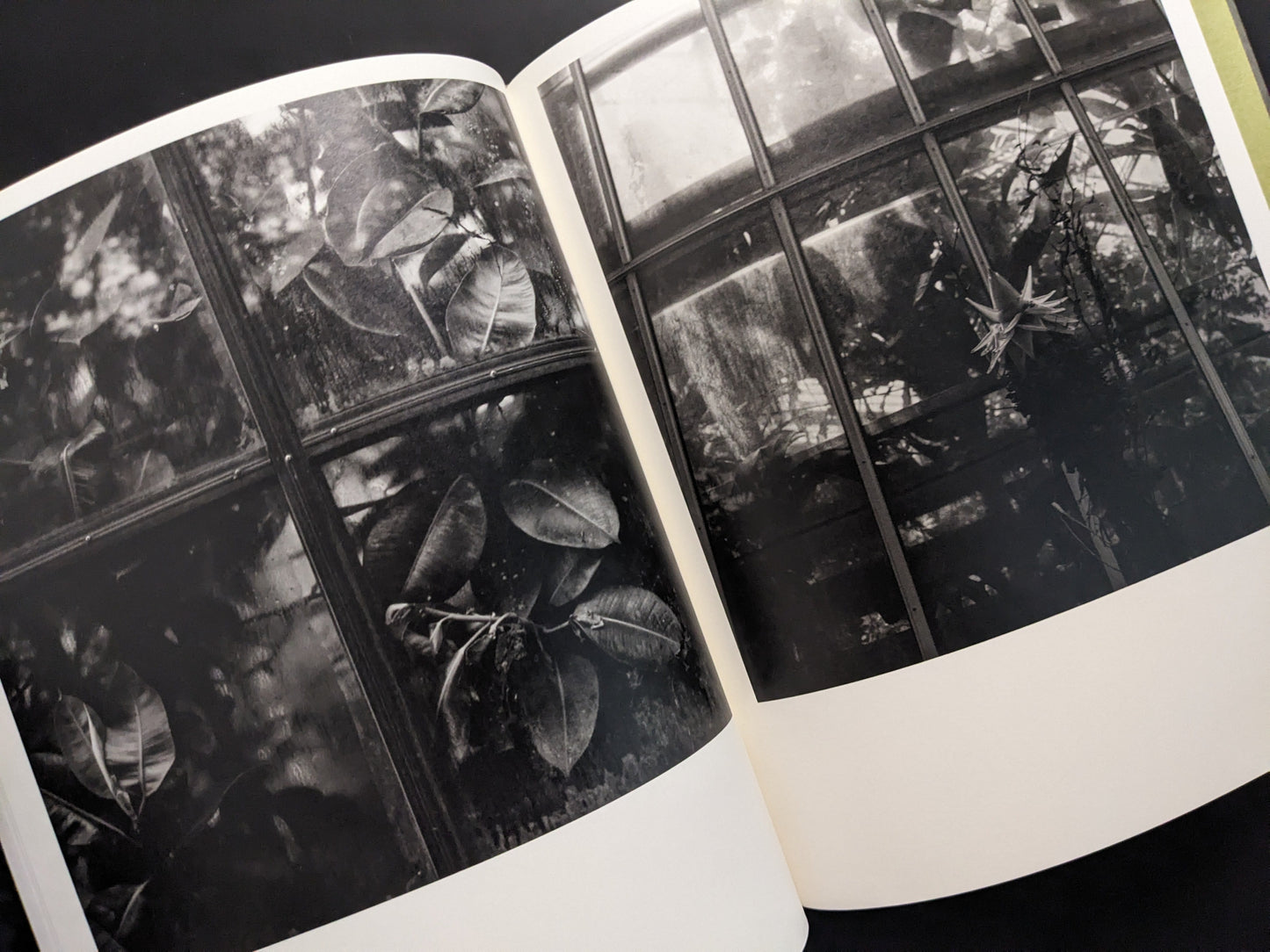 Monochrome close-up of leaves pressed against greenhouse glass, from Im Treibhaus by Takeshi Shinoda.