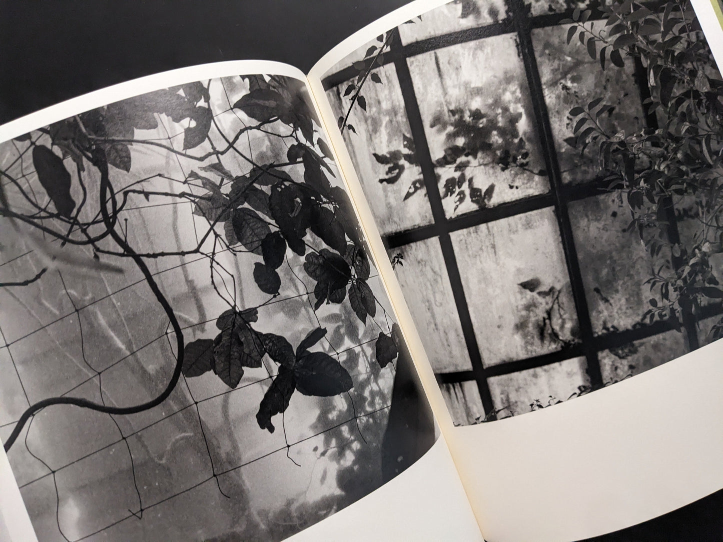 Vines and plant shadows against greenhouse windows, atmospheric black and white photograph from Im Treibhaus.