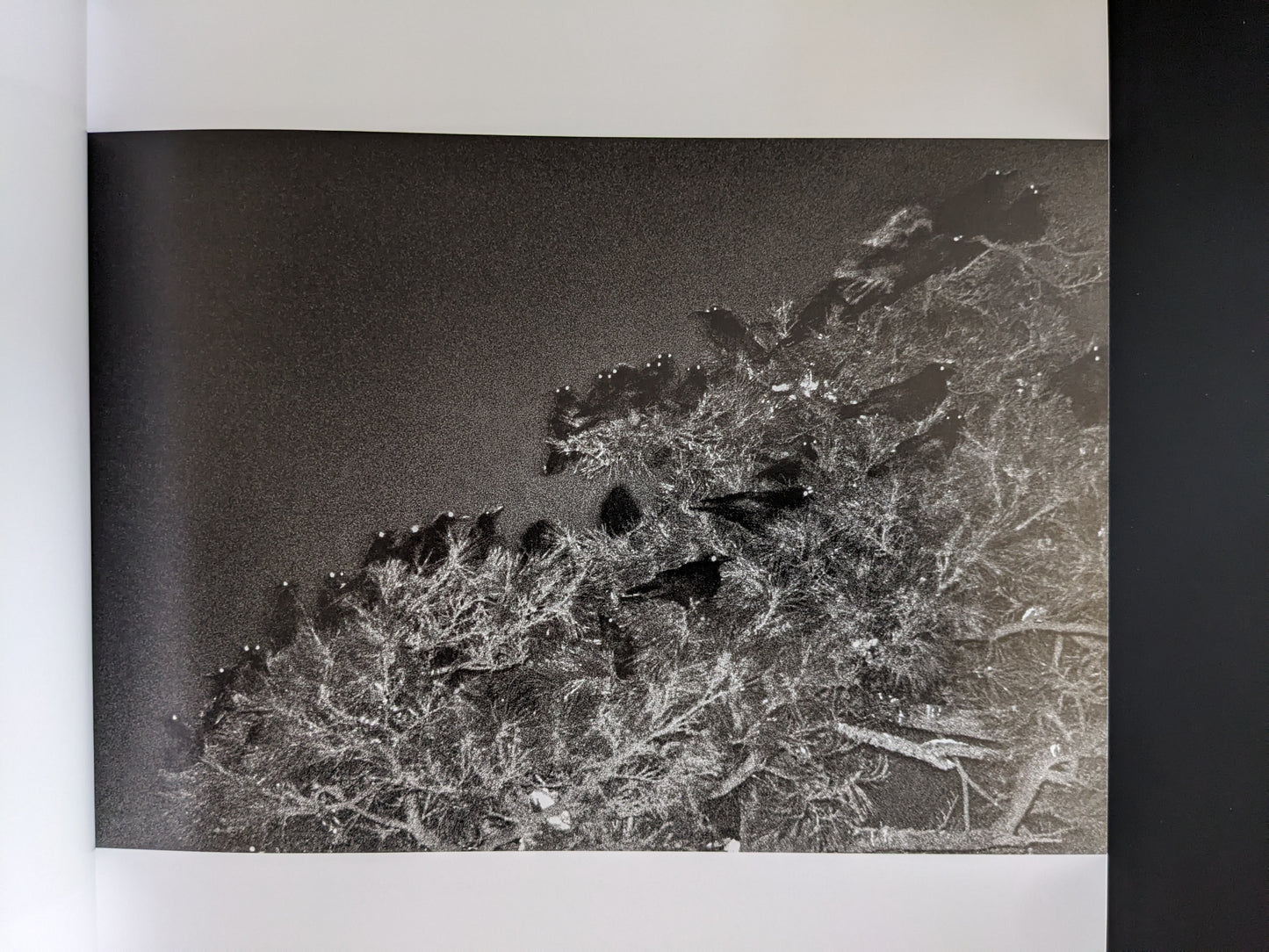 Black-and-white photo of ravens perched on branches in dense contrast.