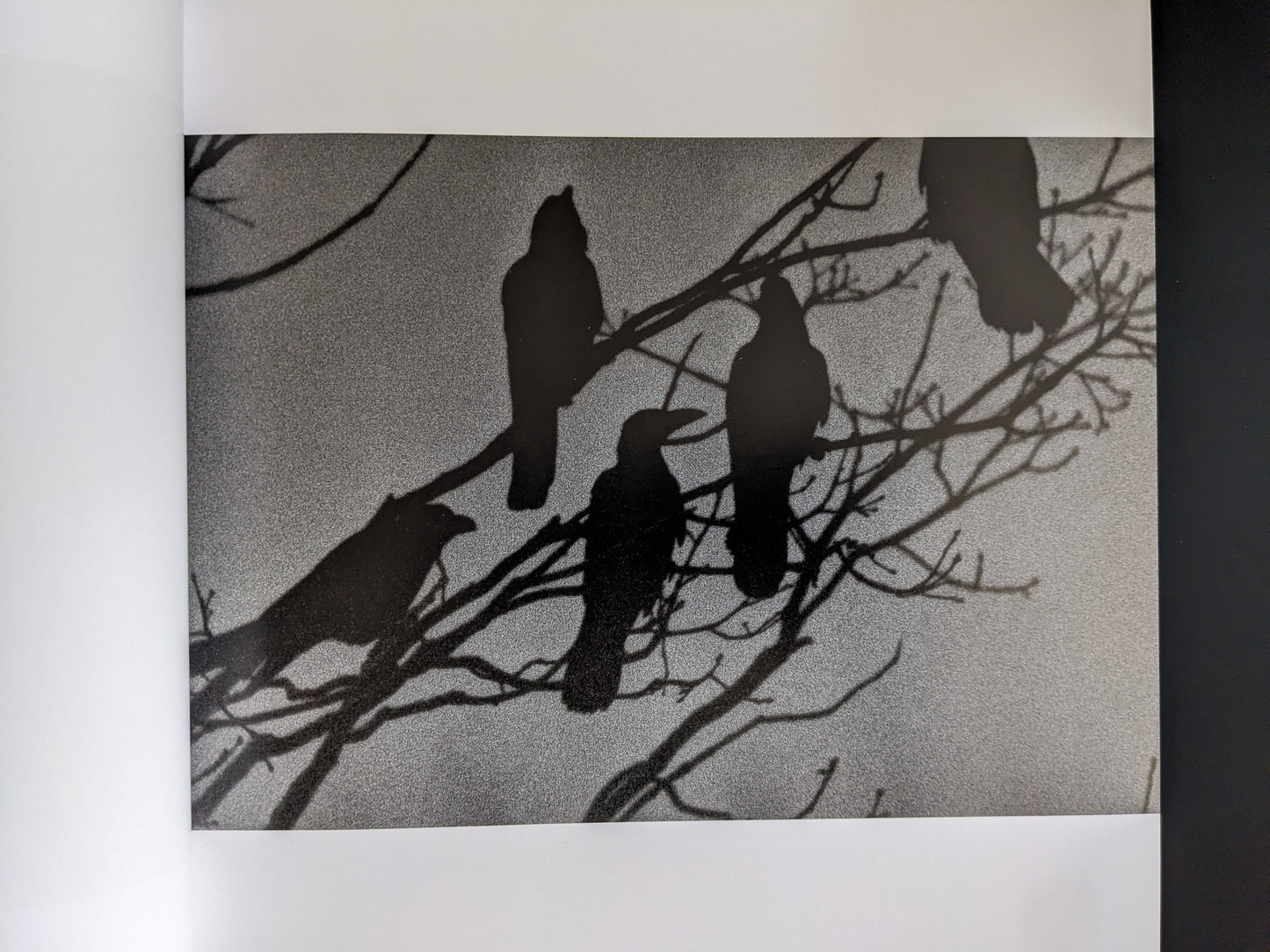 Silhouetted ravens on bare branches against a grainy sky.