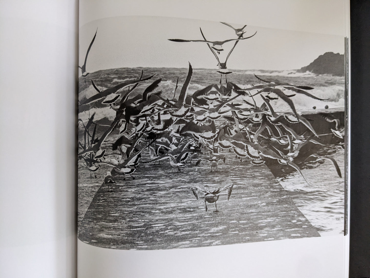 A dramatic black-and-white photograph of a large flock of seagulls taking flight from a coastal pier, with turbulent sea and cliffs in the background.