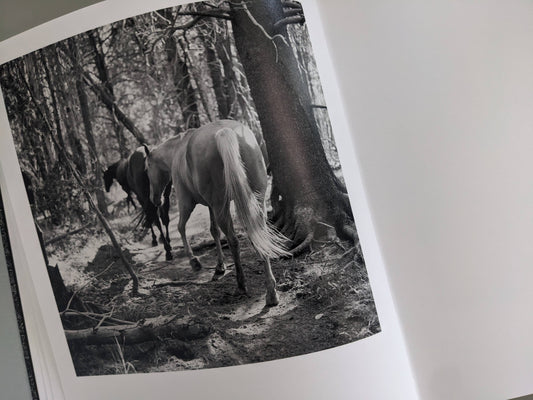 Black-and-white photograph of horses moving through a forest path