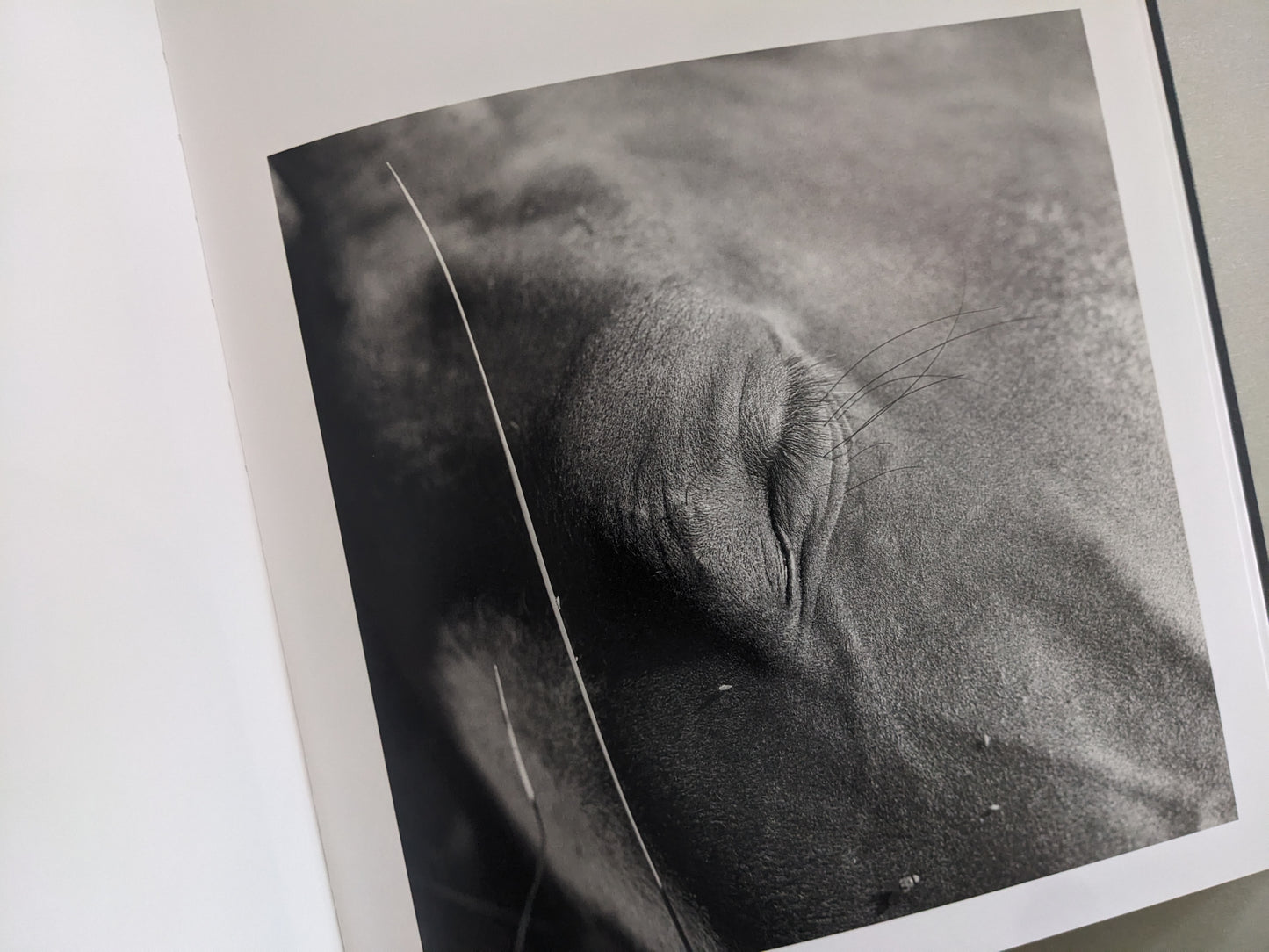 Extreme close-up of a horse’s closed eye and skin texture