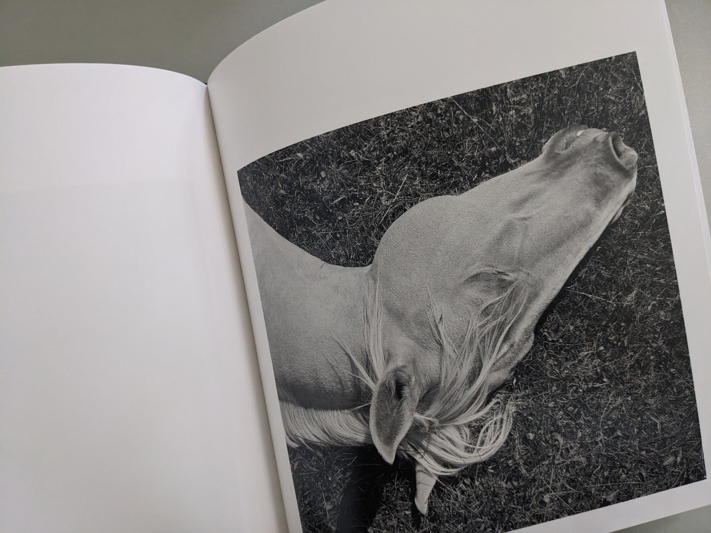 Image of a resting horse in the mountains
