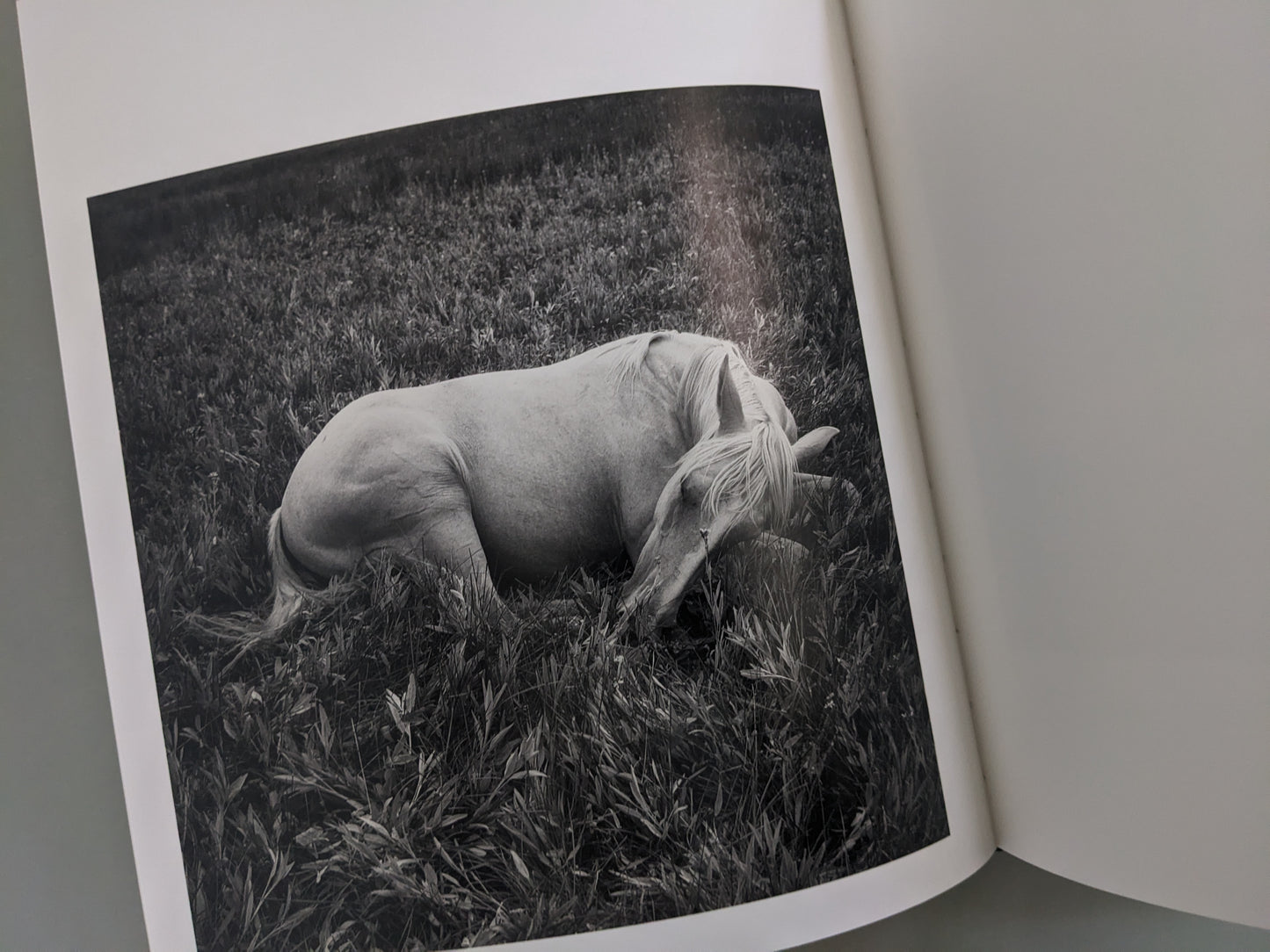 Photograph of a white horse resting in tall grass, from Mimi Plumb’s Megalith-Still series.