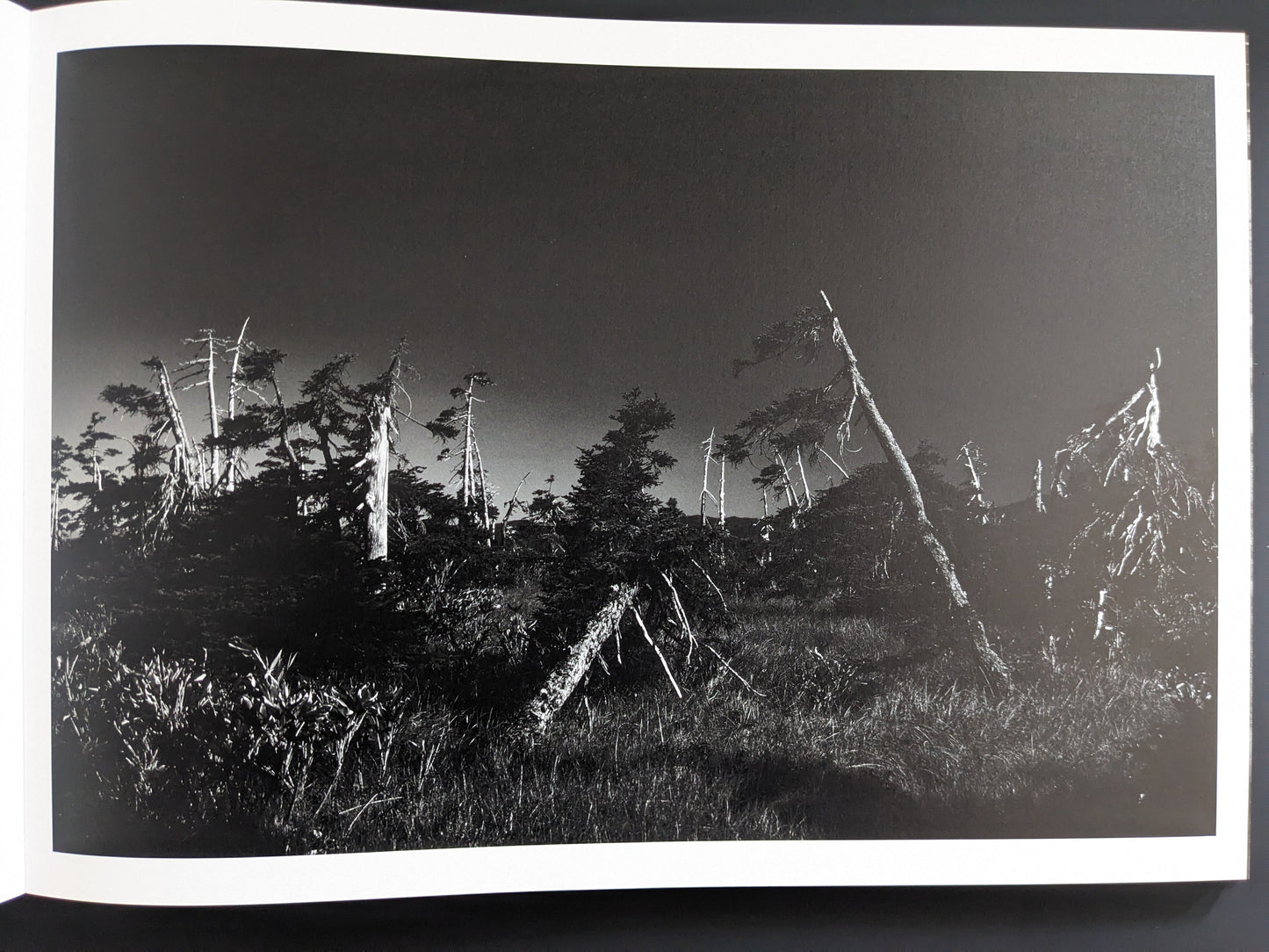 Photograph of weathered trees against dark sky, from New Land