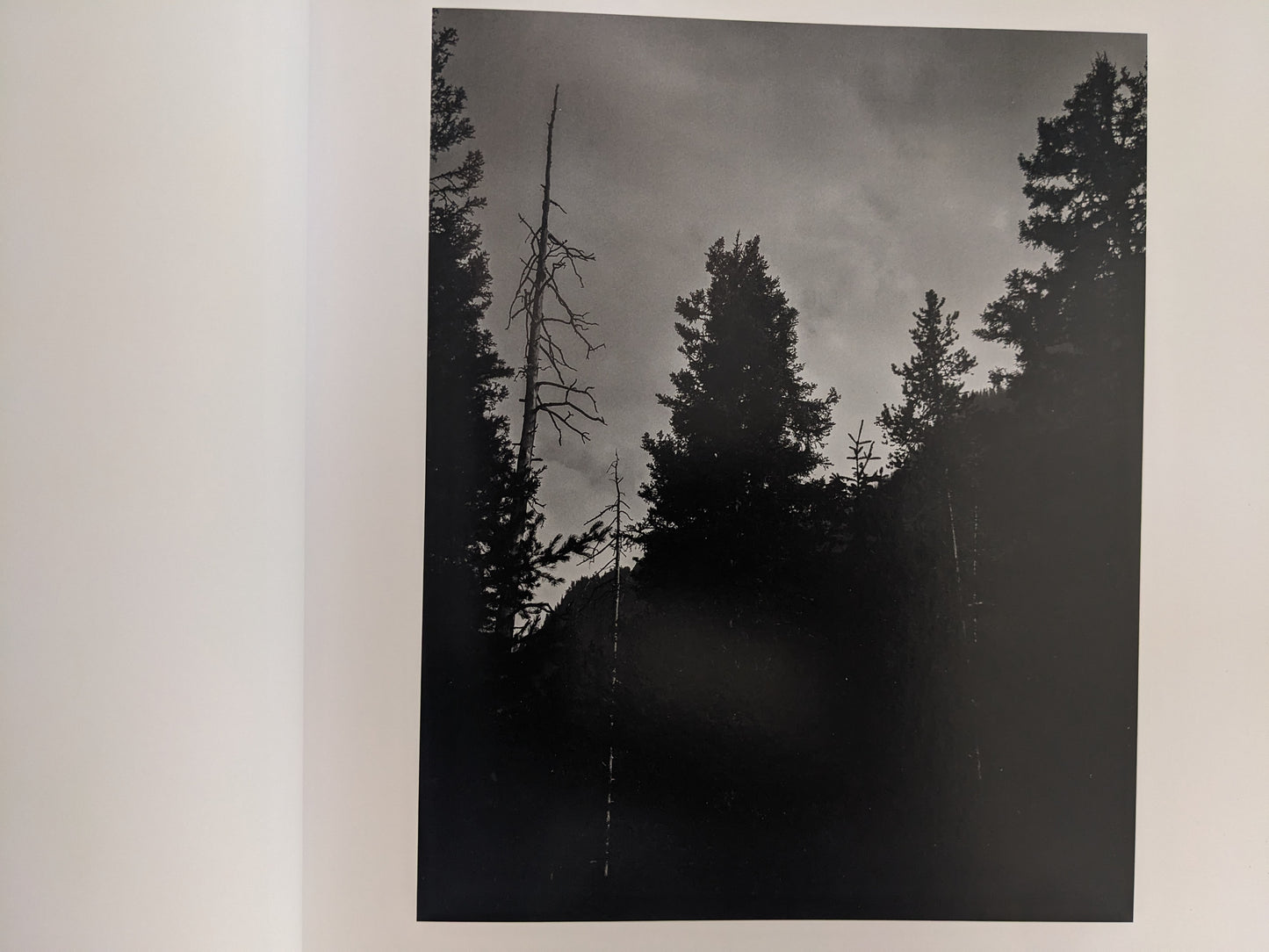 Black-and-white photograph of dark forest silhouettes under a cloudy sky from 'No Fences'