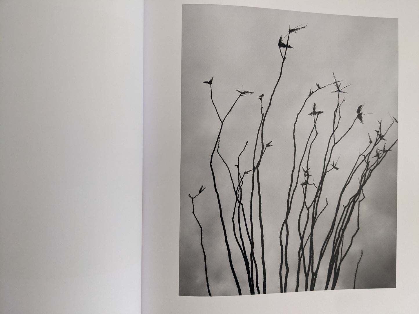 Black-and-white close-up of sparse desert branches against a cloudy sky from 'No Fences'
