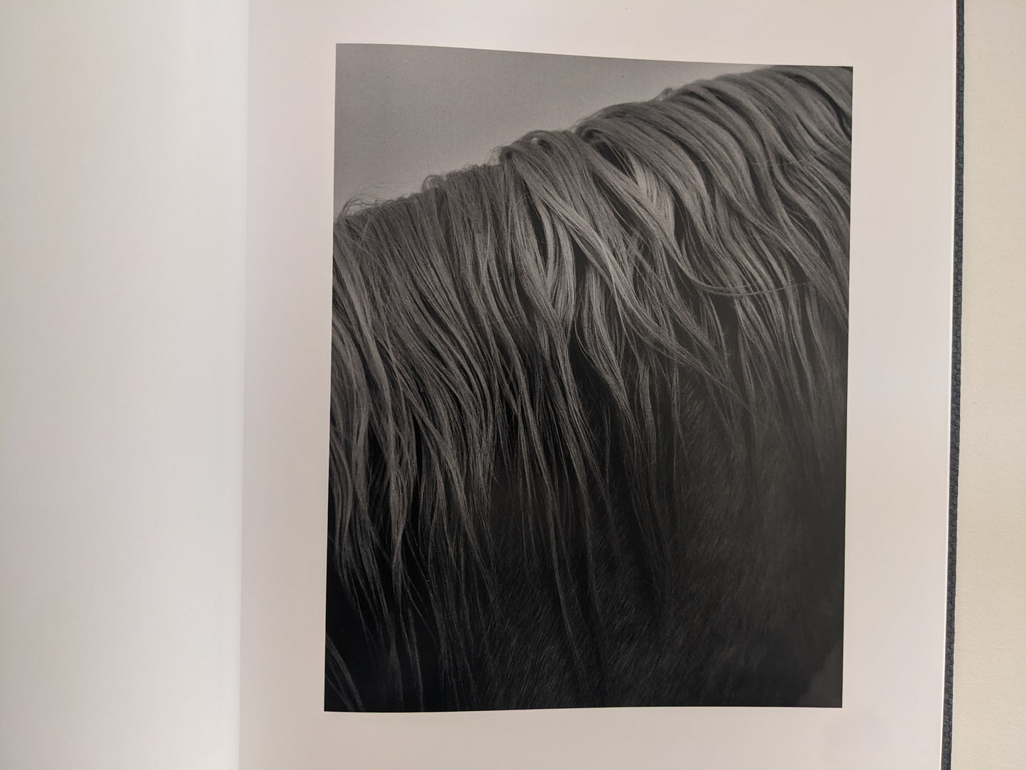 Black-and-white close-up of a horse’s mane from 'No Fences'