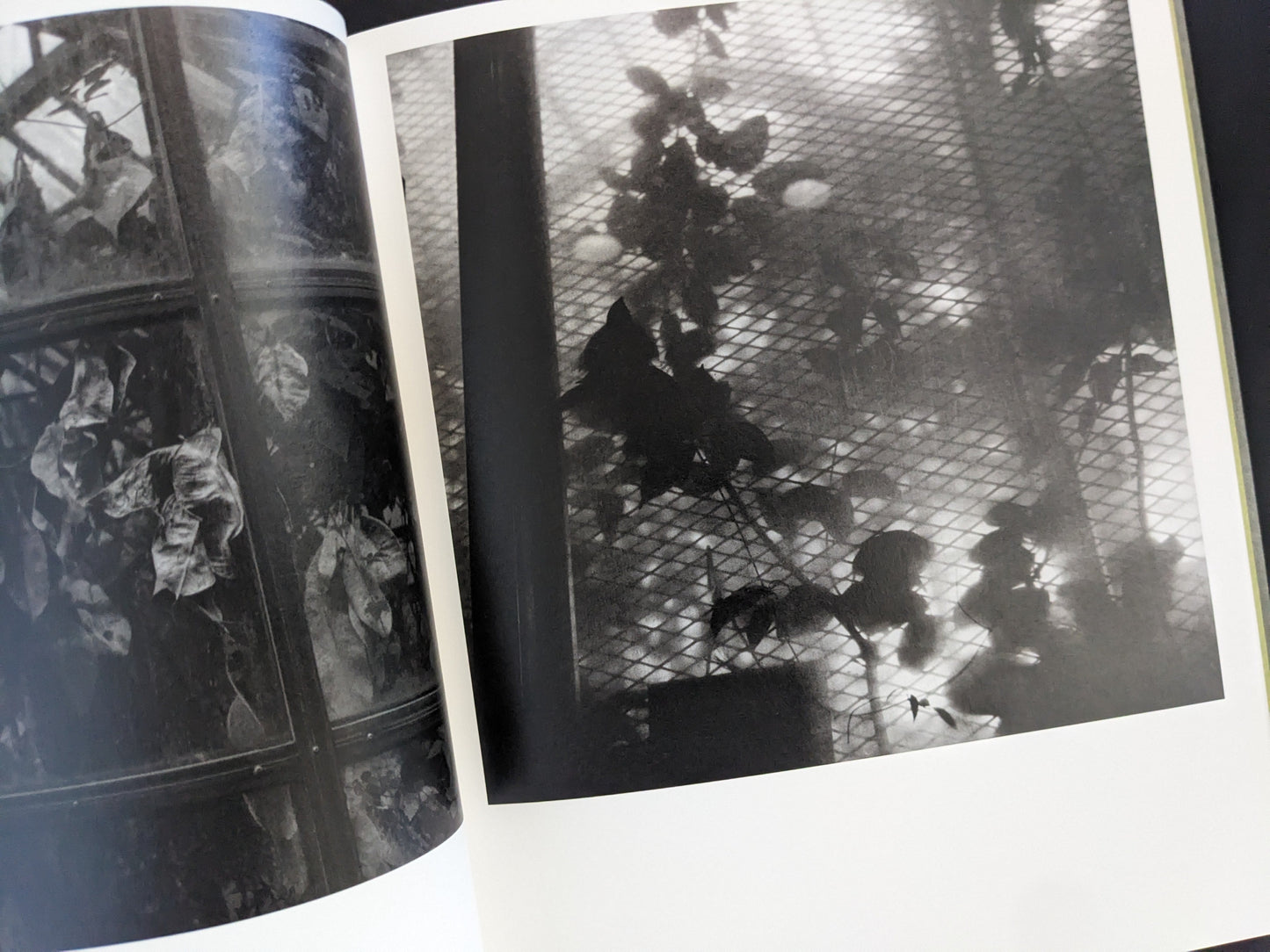 Leaves pressed against foggy greenhouse glass, Im Treibhaus by Takeshi Shinoda.