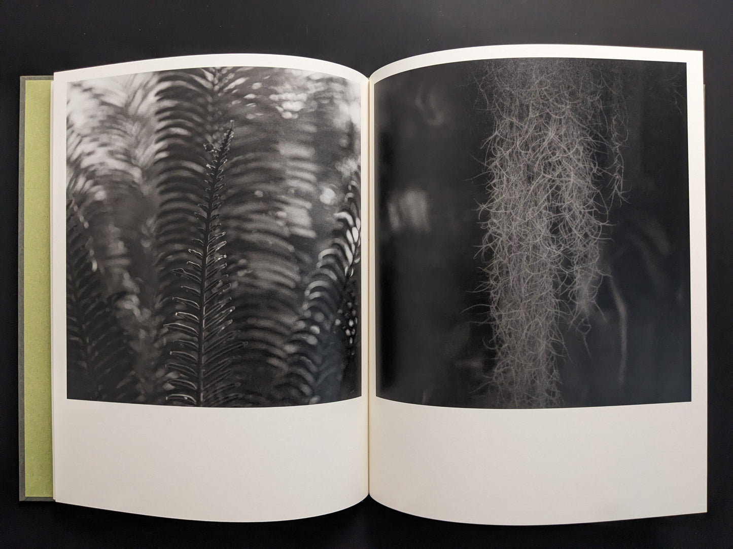 Close-up of ferns and greenhouse textures, from Im Treibhaus photobook.