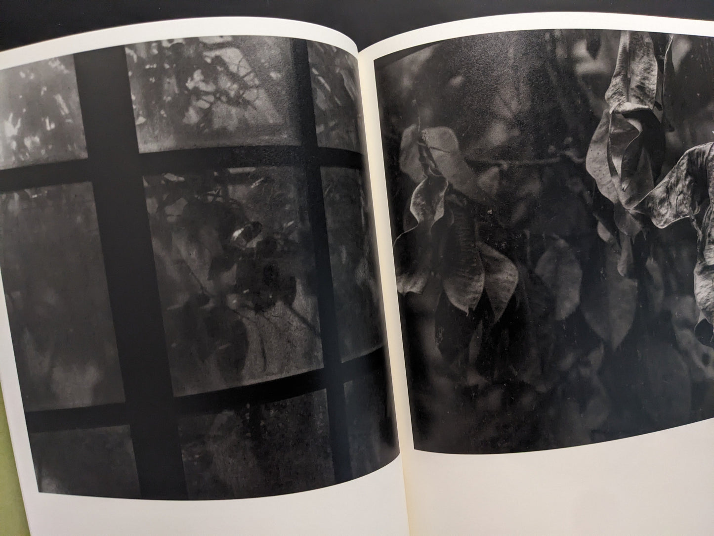 Dense tropical leaves inside greenhouse, black-and-white photo by Takeshi Shinoda.