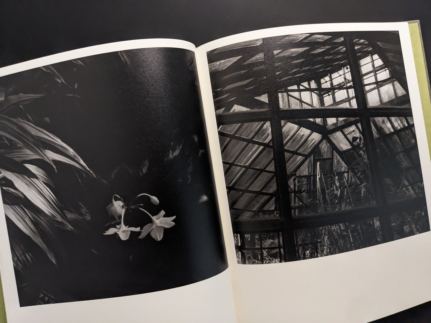 Plant shadows on glass panels, Im Treibhaus by Takeshi Shinoda.