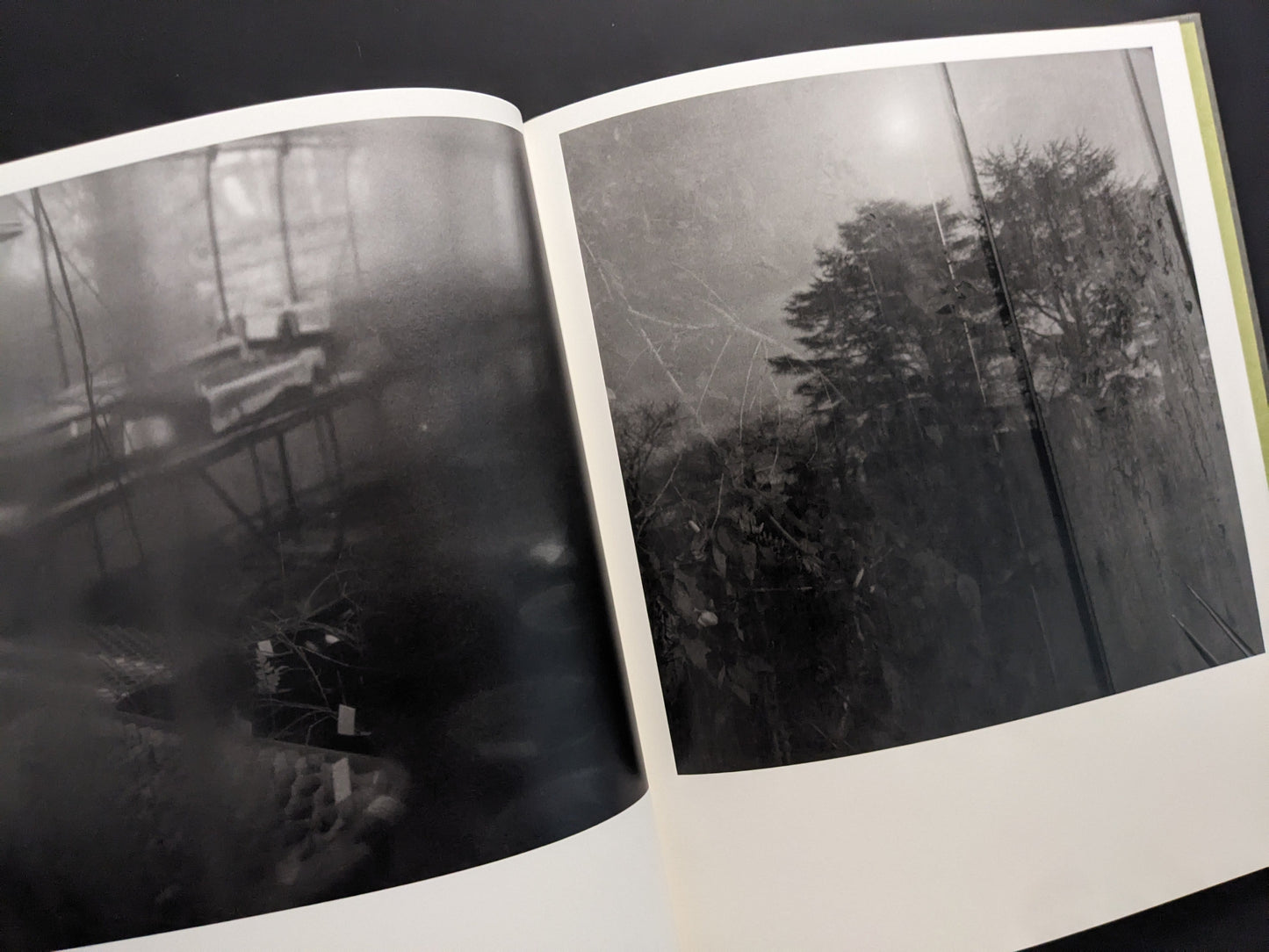 Reflections of greenhouse plants on glass, Im Treibhaus photobook Sokyusha 2025.