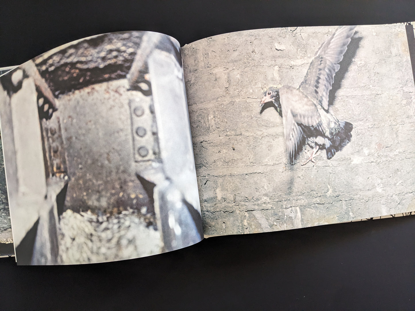 Flying pigeon near a brick wall and steel beams, from Pigeons by Stephen Gill
