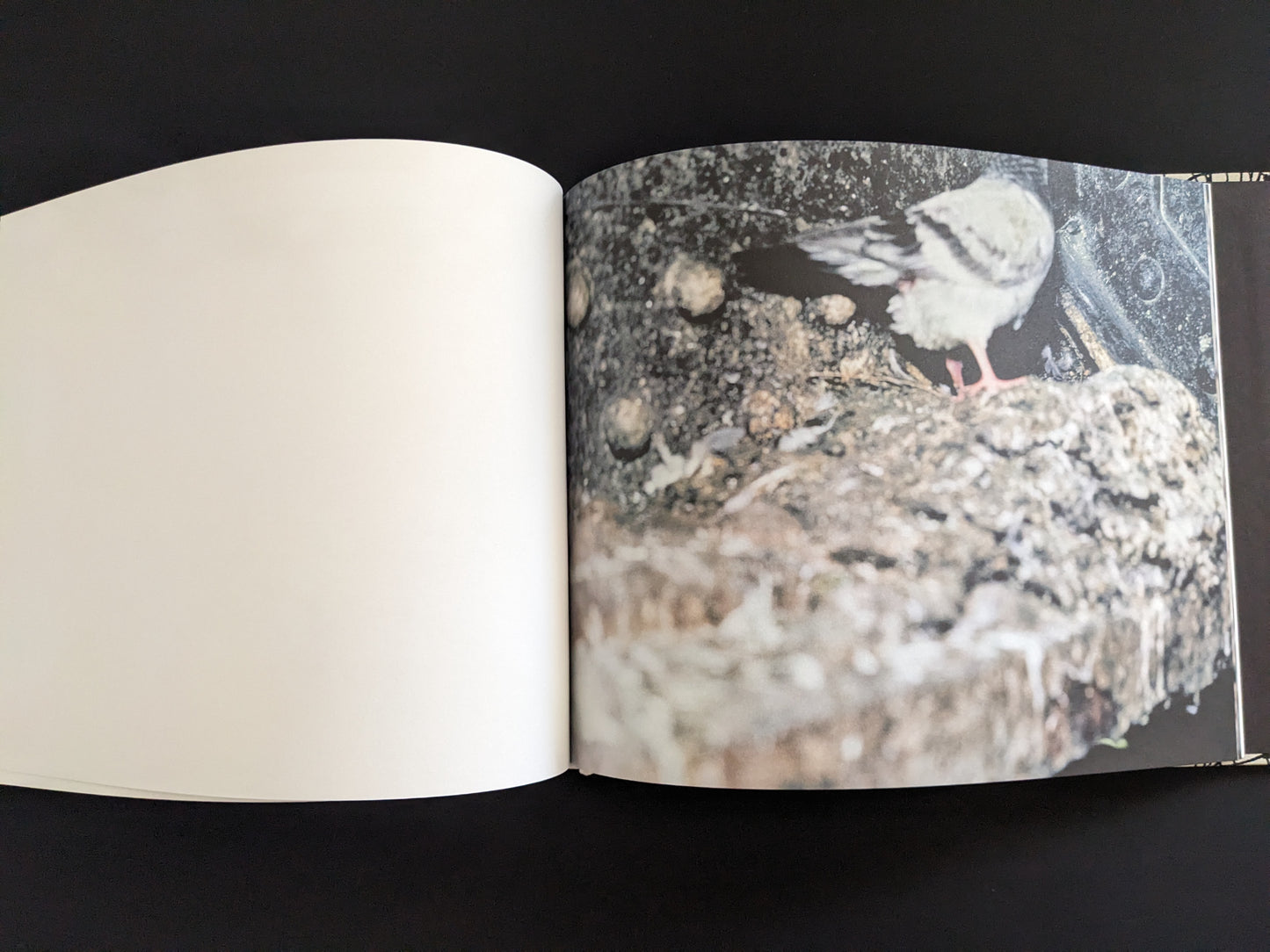 Pigeon on dirty concrete with industrial background, page from Pigeons by Stephen Gill