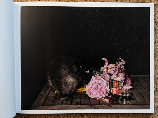 Interior spread from Plates I-XXXI by Lia Darjes – raccoon beside pink lilies on a wooden table in a still life setup.