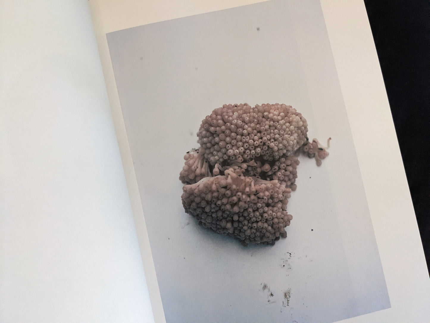 Image of a pinkish, tightly packed fungal cluster resembling bulbous tubes