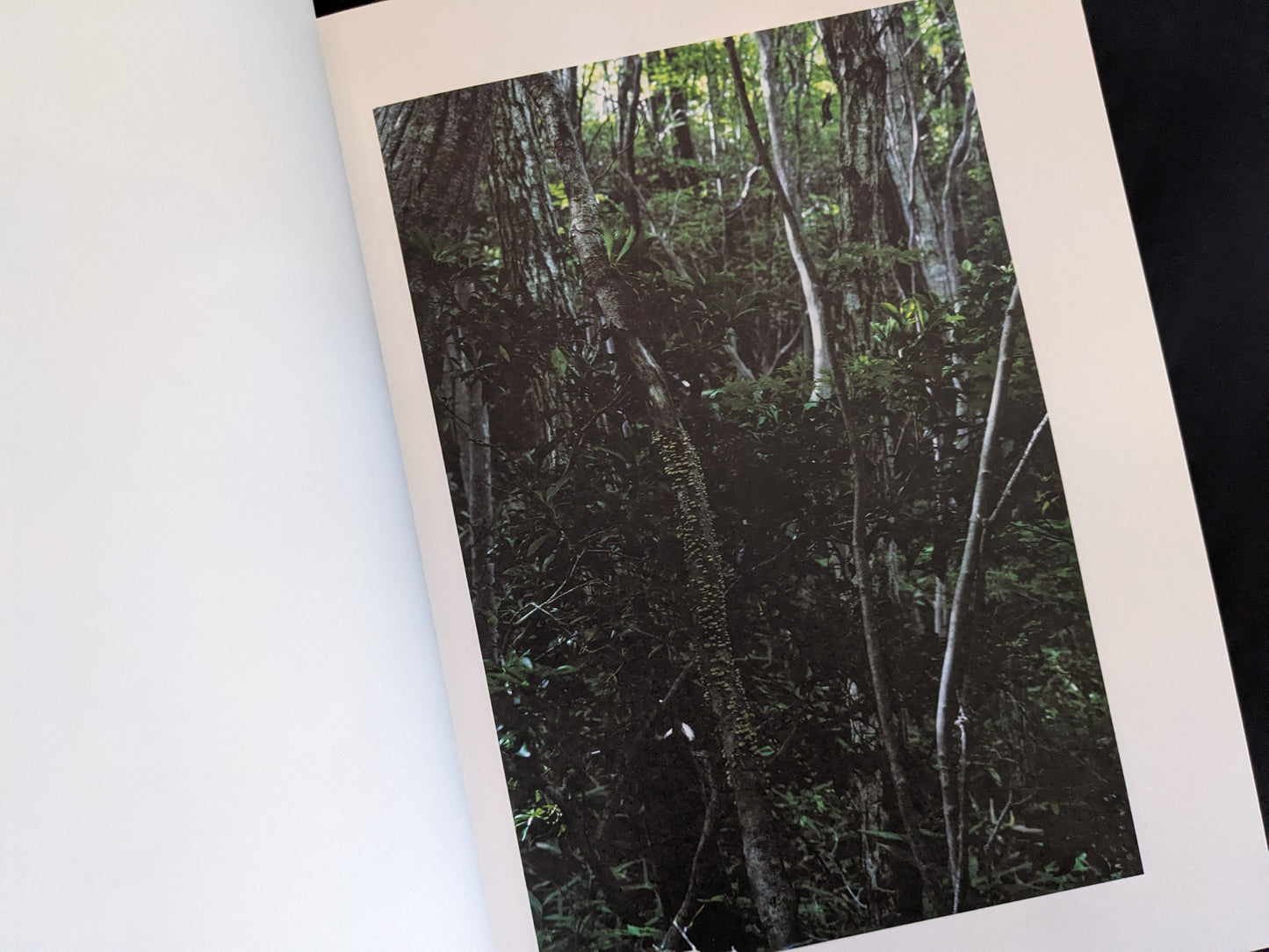 Dense green forest scene with moss-covered tree trunks, from Symphony by Takashi Homma