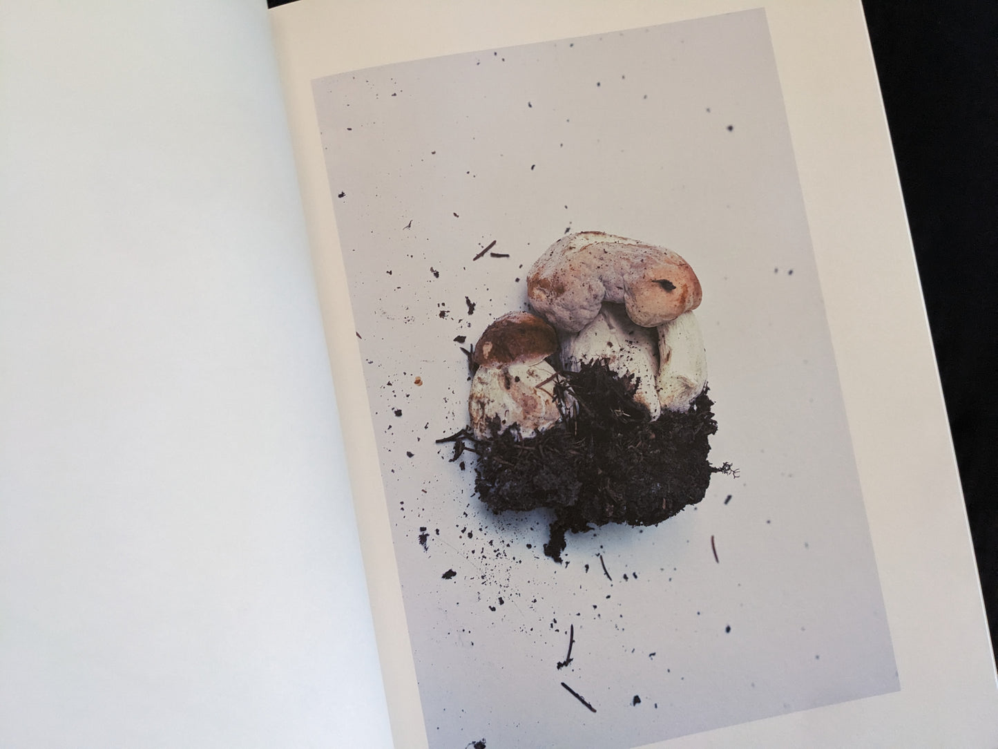 Cluster of pale, misshapen mushrooms with soil