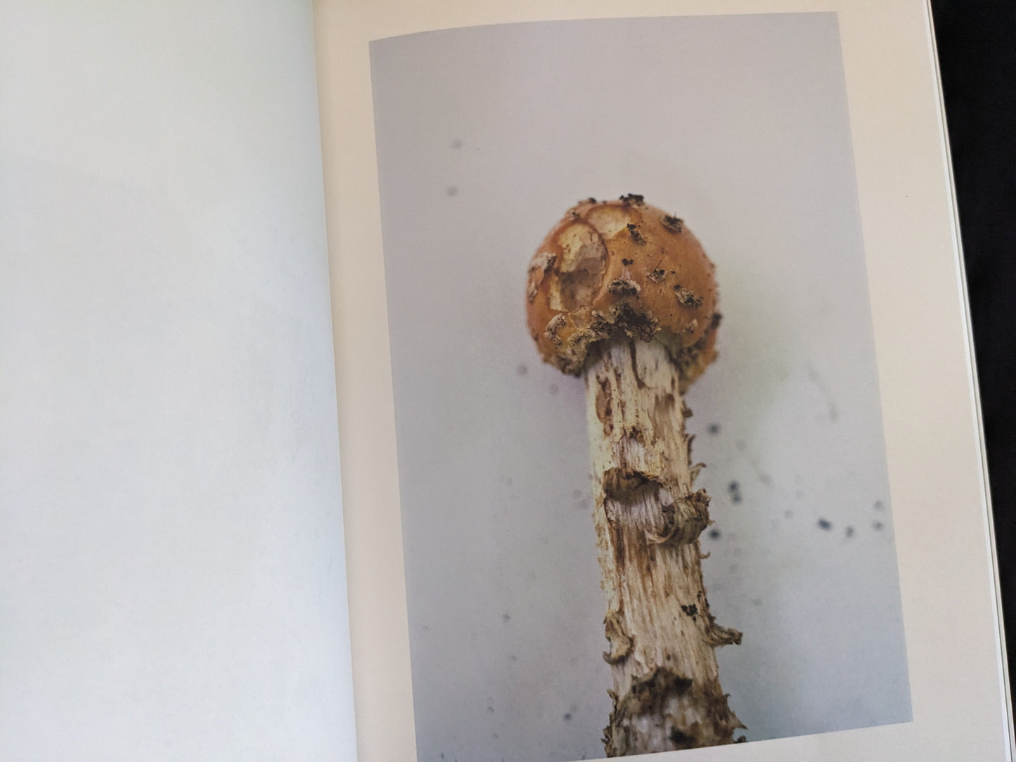 Horizontal close-up of a single orange mushroom with decaying stalk against white background