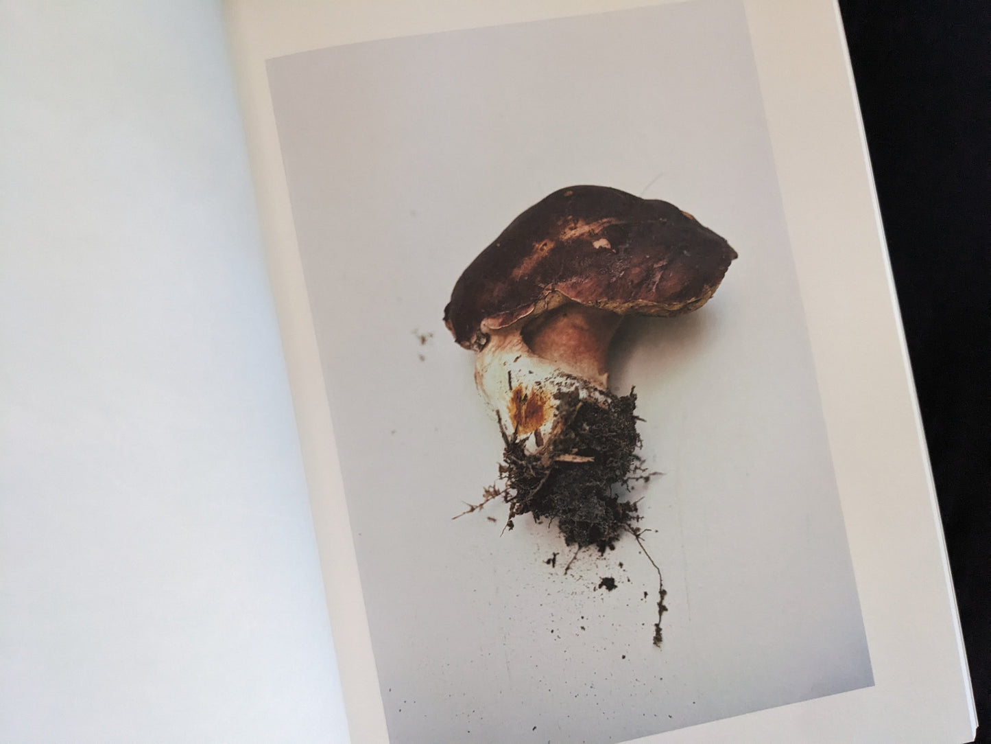 Studio image of a single porcini mushroom with dark stem base on a white background