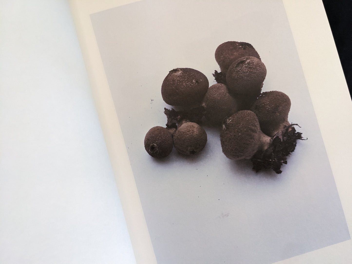 Group of small brown puffball mushrooms with dark soil base