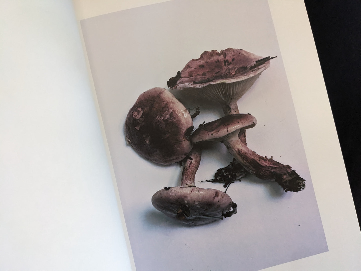 Group of purple mushrooms with dirty stems lying diagonally on white surface
