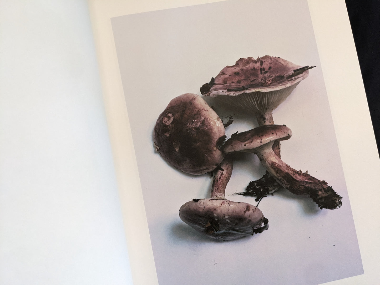 Image of a group of purplish mushrooms with soil and dirt, photographed from above