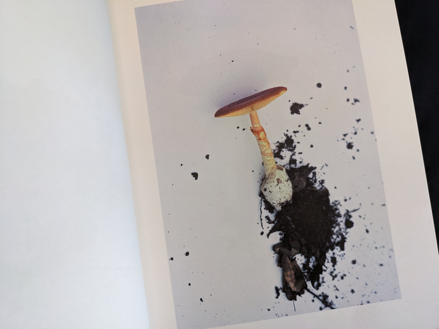 Portrait of a single red-capped mushroom with roots and soil on white background