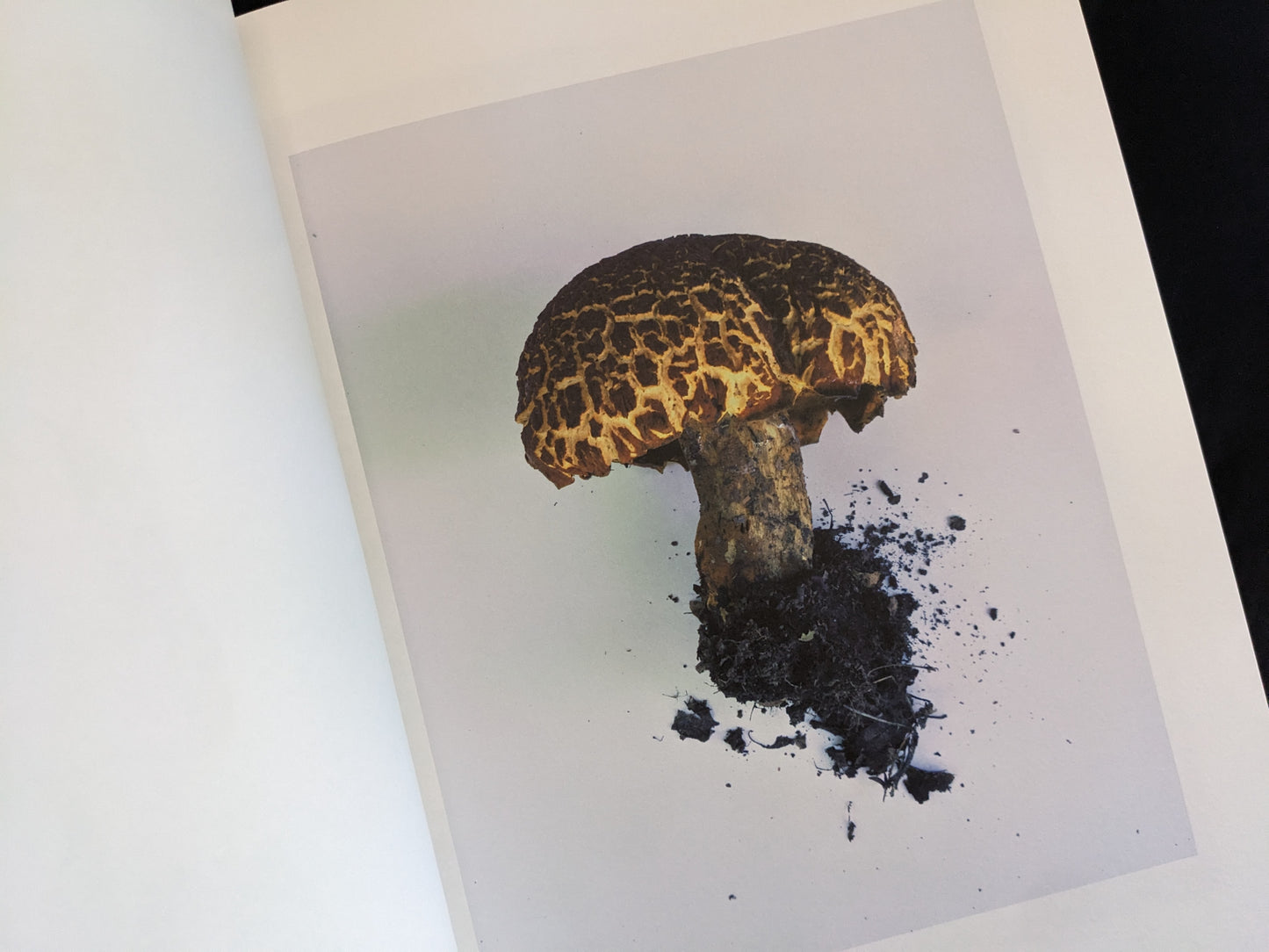 Studio photo of a thick-stemmed mushroom with a striking scaly cap