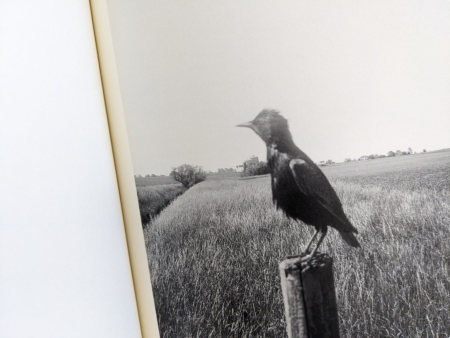 Black and white photograph of a bird sitting on a post in tall grass fields, from The Pillar by Stephen Gill
