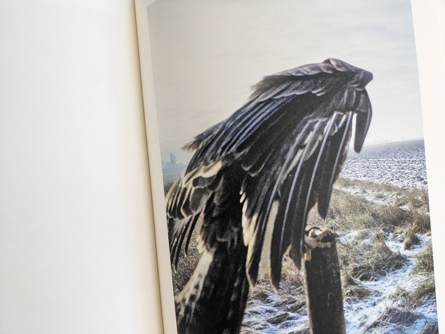 Color photograph of a bird perched on a fence post in a snowy field, from The Pillar by Stephen Gill