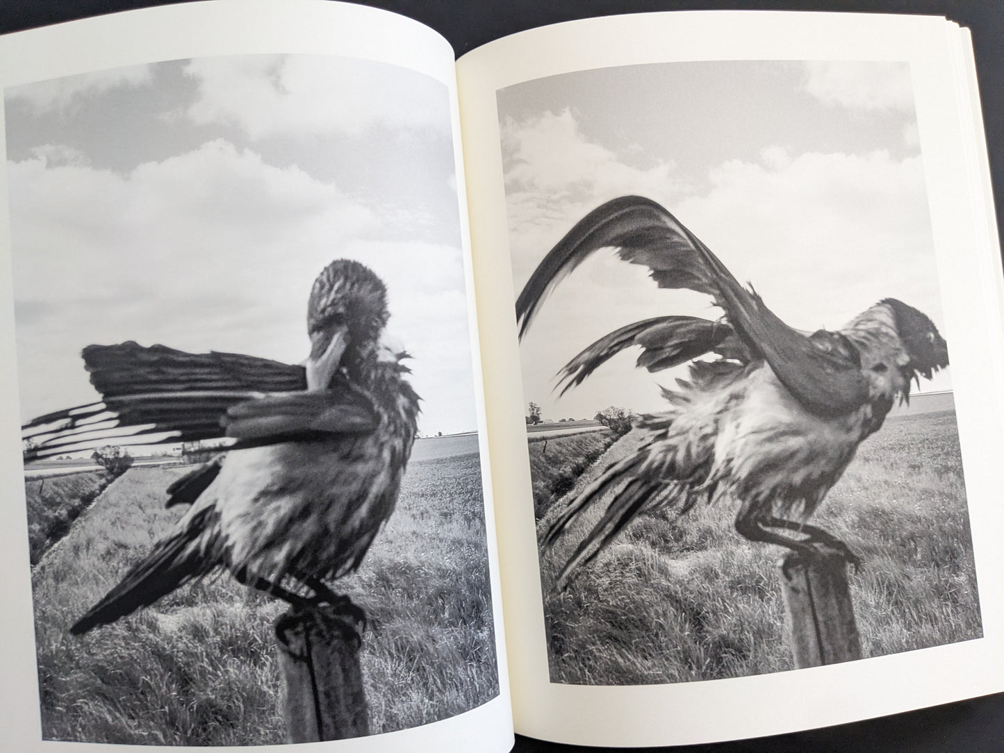 Double-page spread with two black and white photographs of a bird grooming and spreading wings, from The Pillar by Stephen Gill