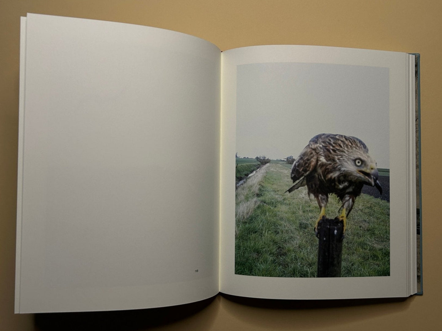 Color photograph of a hawk perched on a fence post in the countryside, shown in The Pillar by Stephen Gill, hands with gloves holding pages