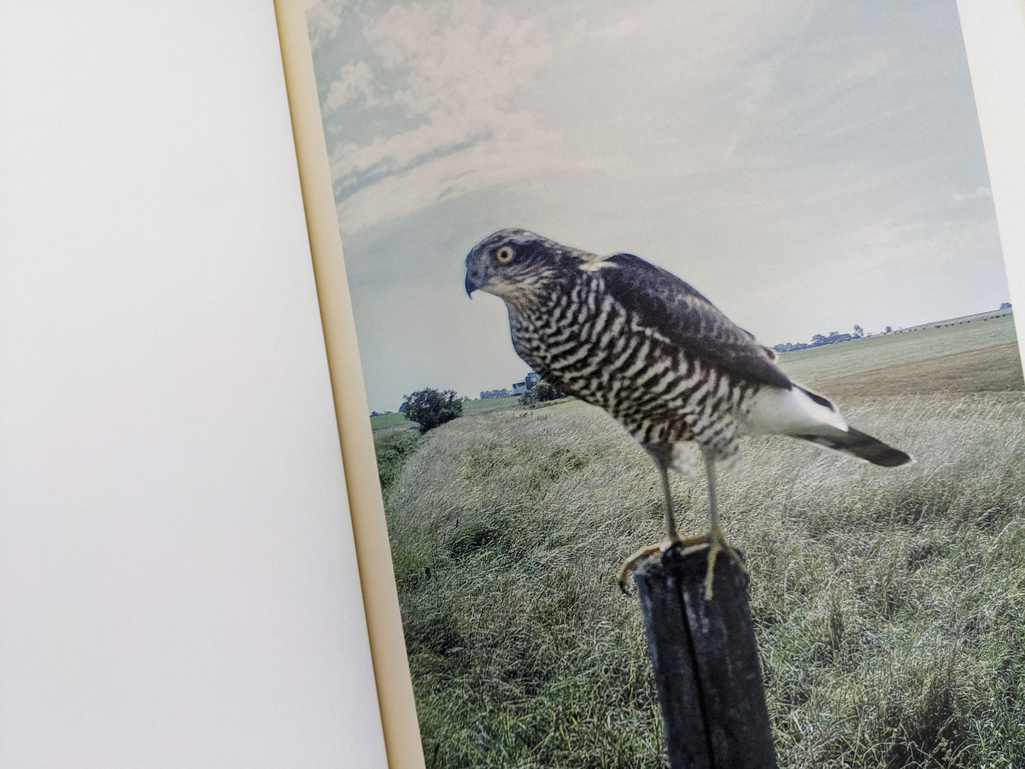 Color photograph of a hawk standing on a fence post in open countryside, from The Pillar by Stephen Gill