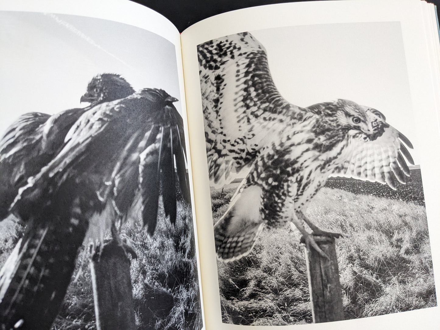 Black and white double-page spread of hawks perched and spreading wings on posts, from The Pillar by Stephen Gill
